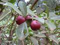 Psidium guineense